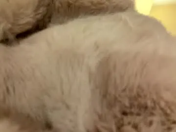 Rhinodickasaurus preview thumbnail